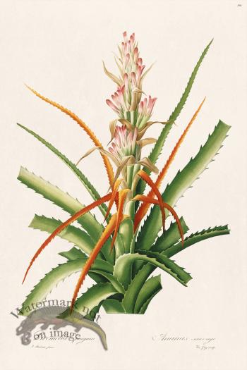 Les Liliacees Redoute 396